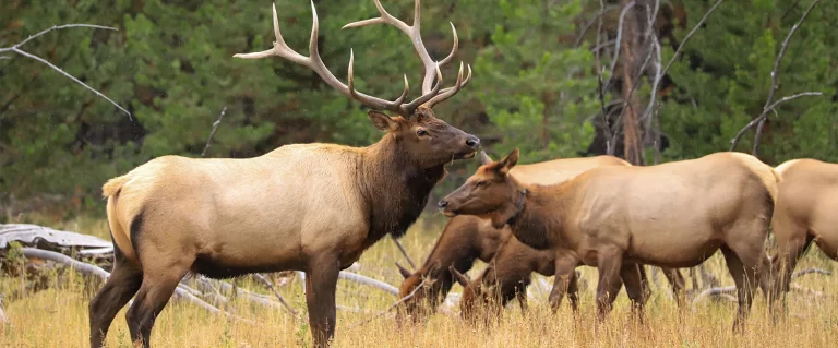 Game meat yield