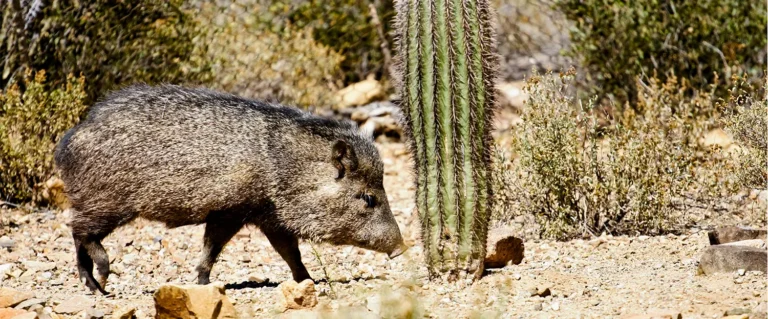 Javelina Game Processing in Arizona