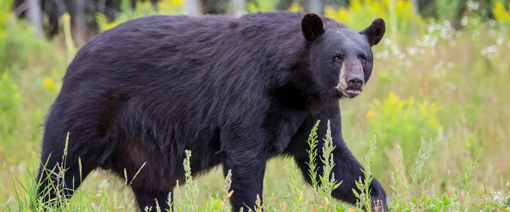 black bear game meatprocessing